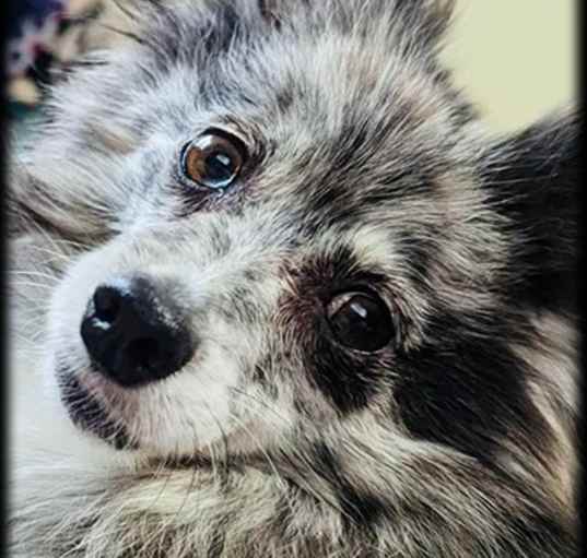 Photo of Missy-Adoption Pending