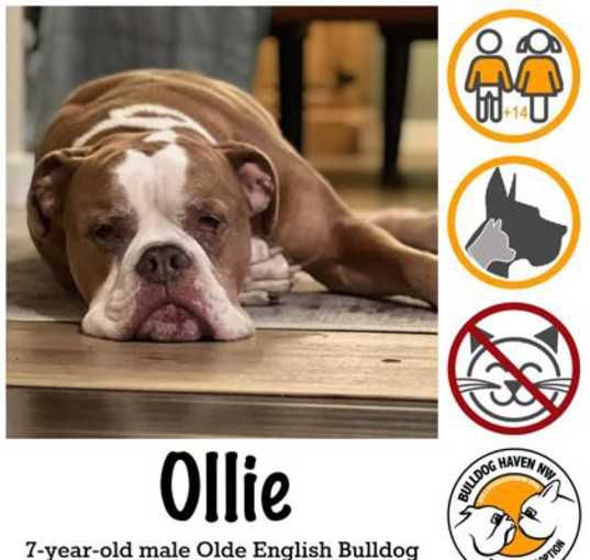 Photo of Ollie