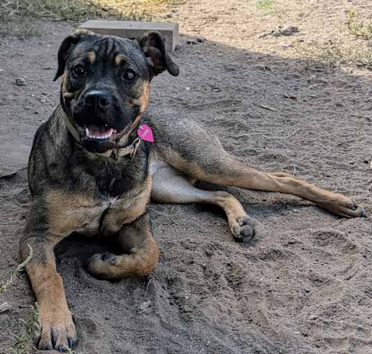 Photo of Bailey