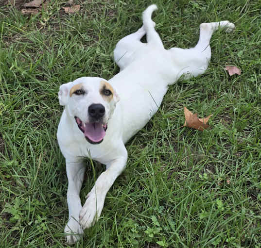 Photo of Lily