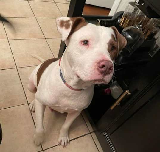 Photo of Homer (TX)