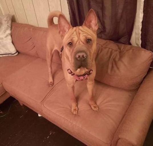 Photo of Bebe (TX)