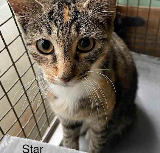 Photo of Star