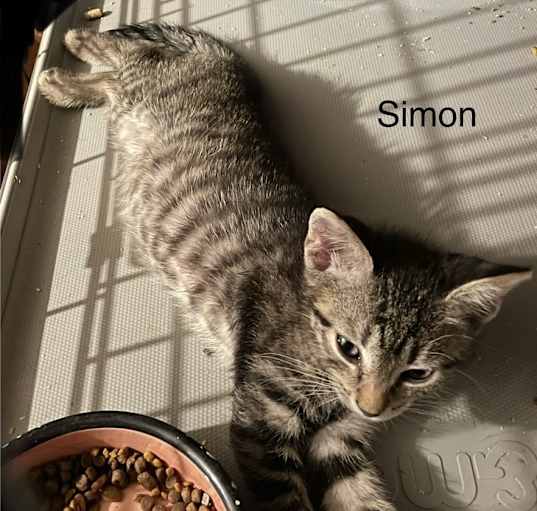 Photo of Simon