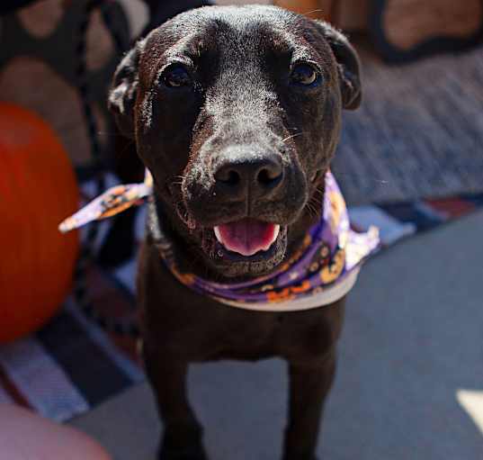 Photo of Chimmi
