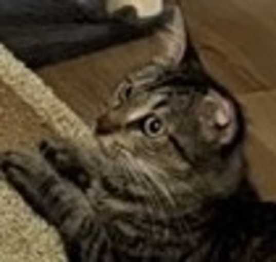 Photo of Mona