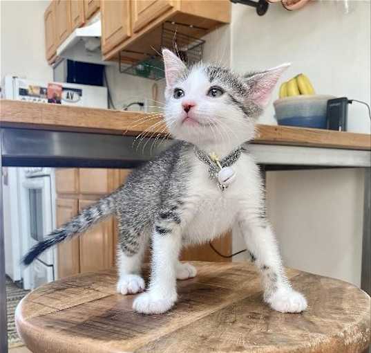 Photo of Sparky