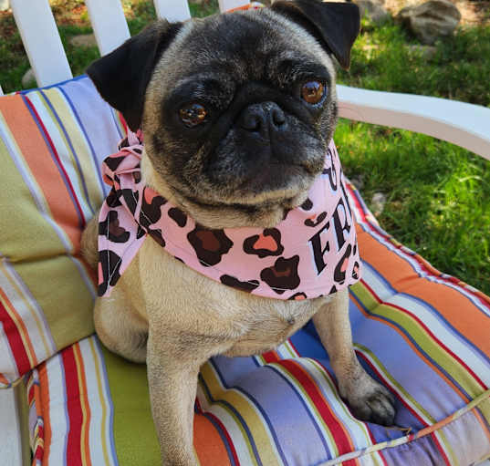 Photo of Olive