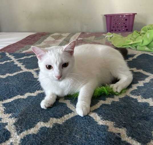 Photo of Chanel