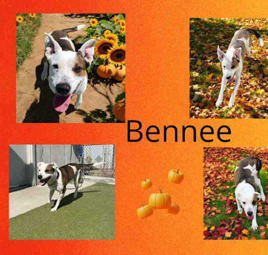 Photo of Bennelle