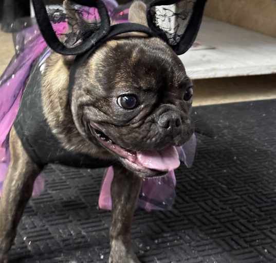 Photo of Coco
