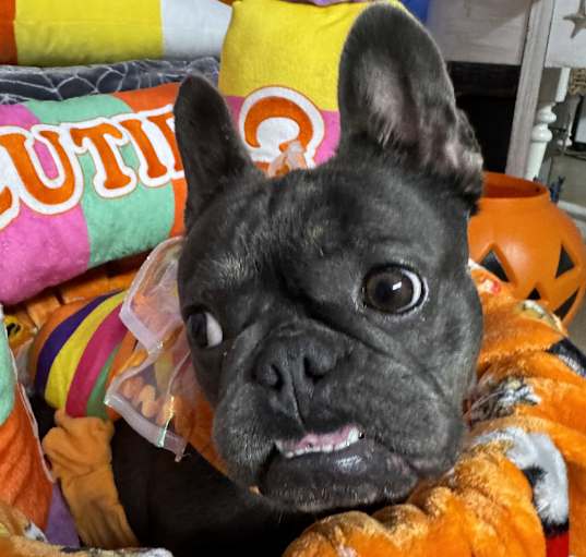 Photo of Nala