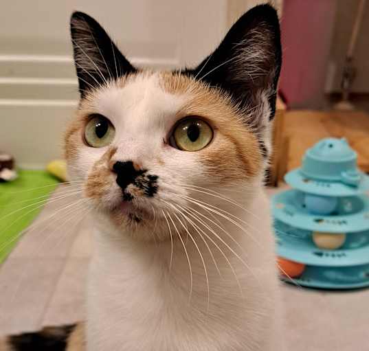 Photo of Jewel