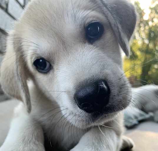 Photo of Spot ADOPTED