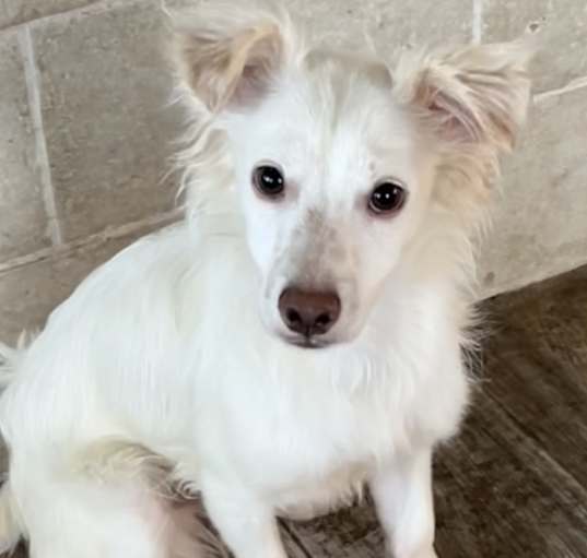 Photo of Scooby
