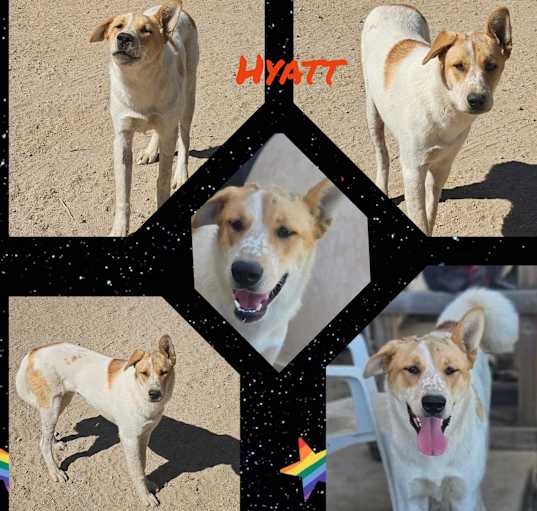 Photo of Hyatt