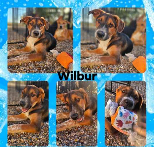 Photo of Wilbur