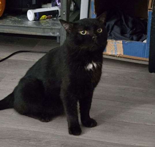 Photo of Midnight   (nd)