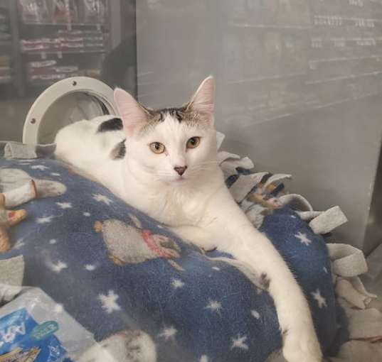 Photo of Butterscotch