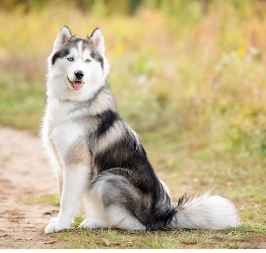 Photo of Sasha