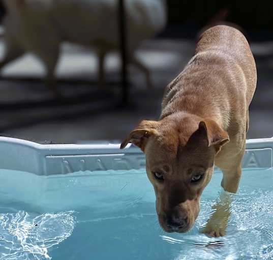 Photo of Moose
