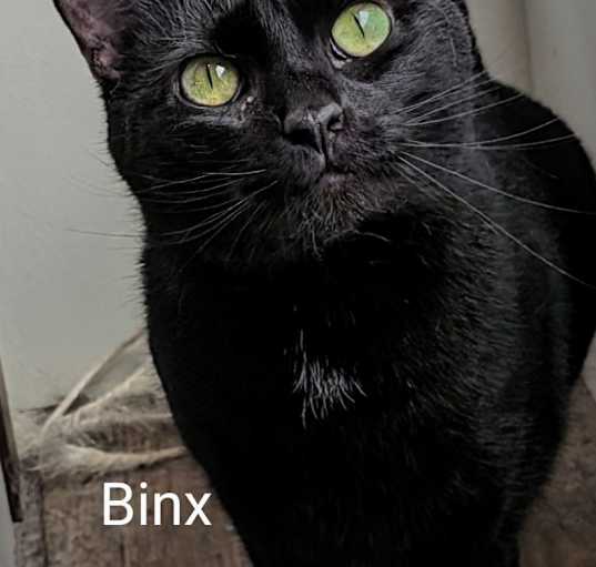 Photo of Binx