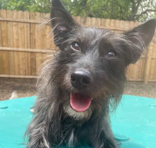 Photo of Obie