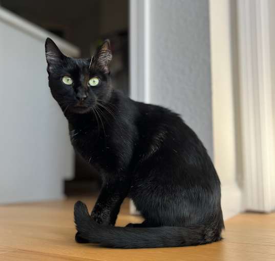 Photo of Nemo