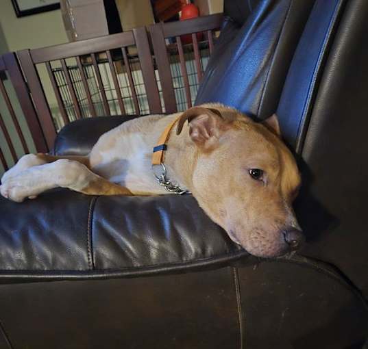 Photo of Boomer Jr