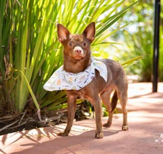 Photo of Scooby