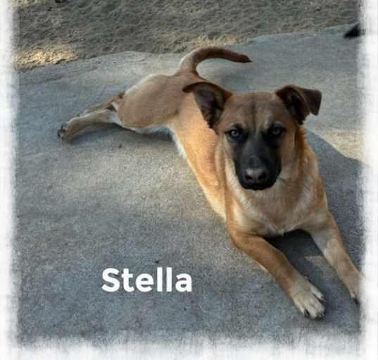 Photo of Stella