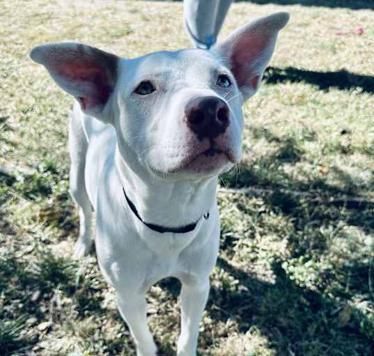 Photo of Casper