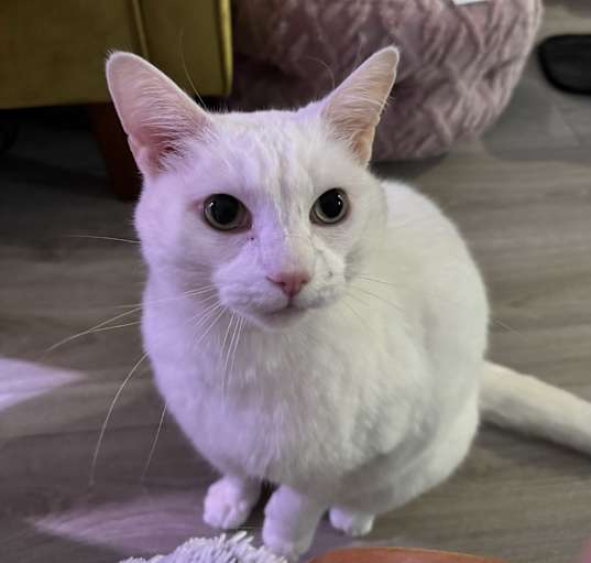 Photo of Casper