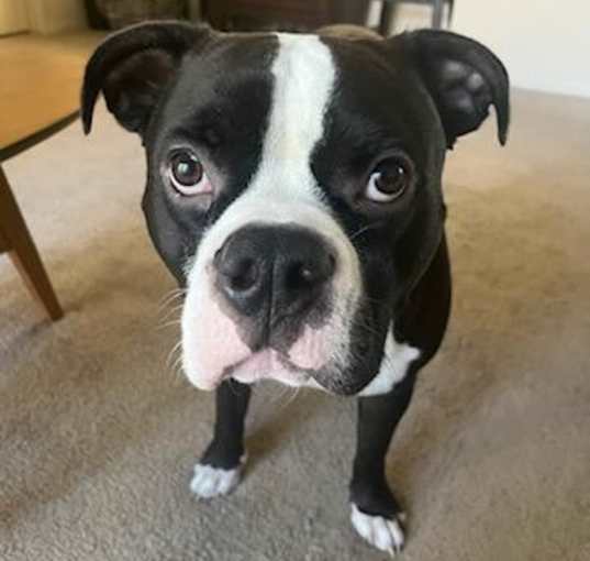Photo of Meatball