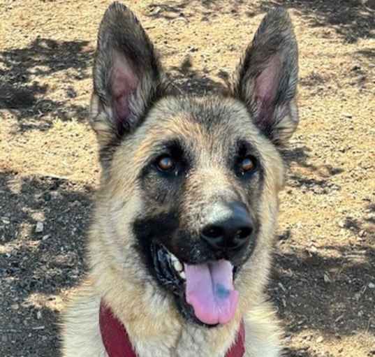 Photo of Scout