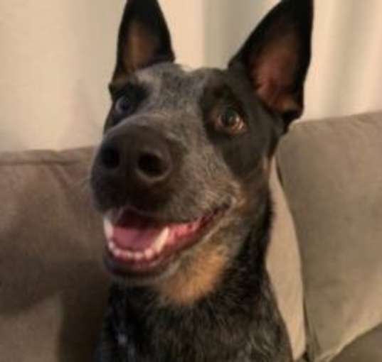 Photo of Ranger
