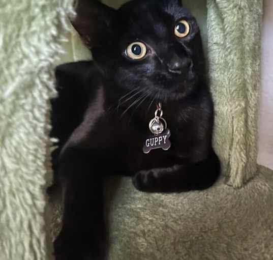Photo of Guppy