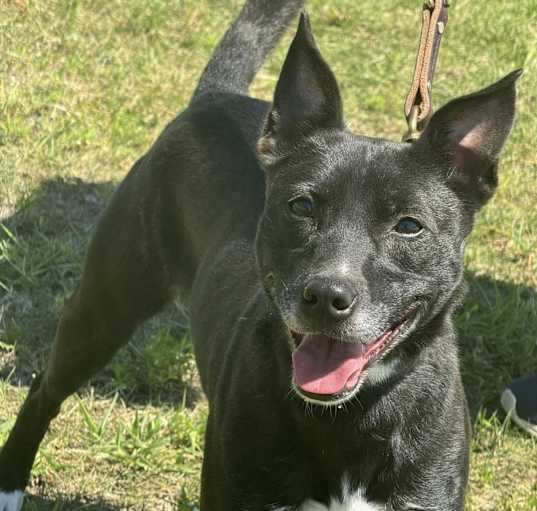 Photo of Dixxie