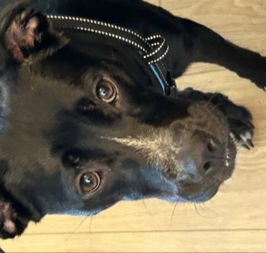 Photo of Ebony *Adopt*