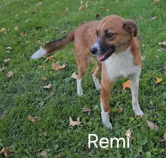 Photo of Remi