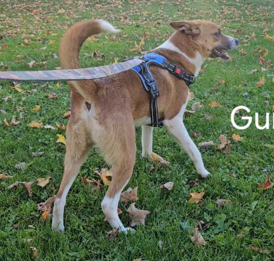Photo of Gunner