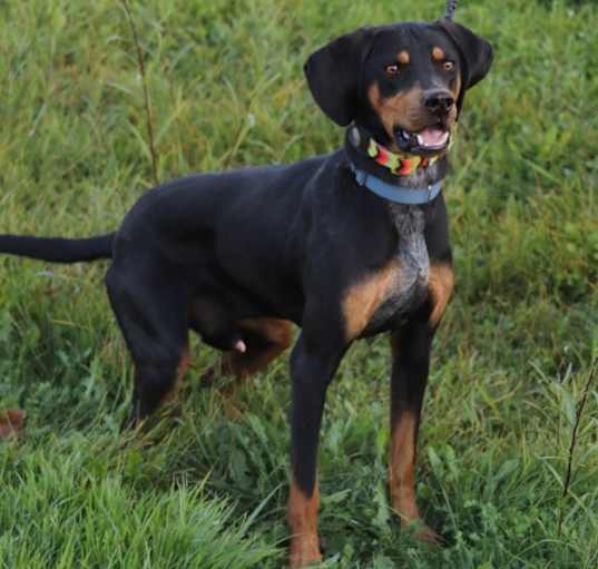Photo of Gunner