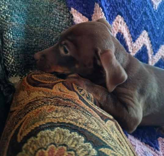 Photo of Puppy 7