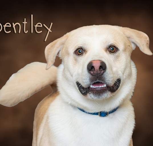 Photo of Bentley