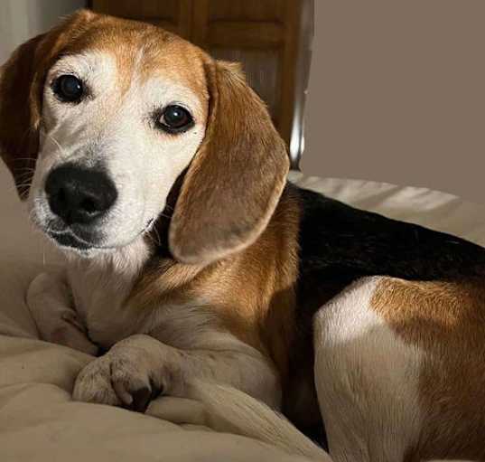Photo of Buddy