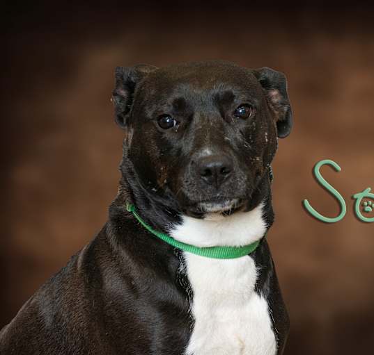 Photo of Sox