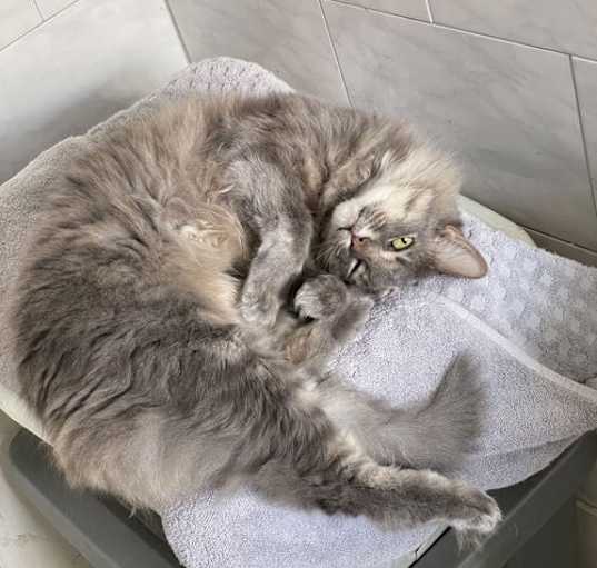 Photo of Precious