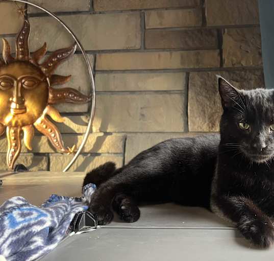 Photo of Binx