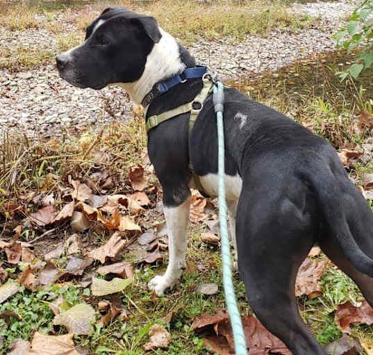 Photo of Jethro