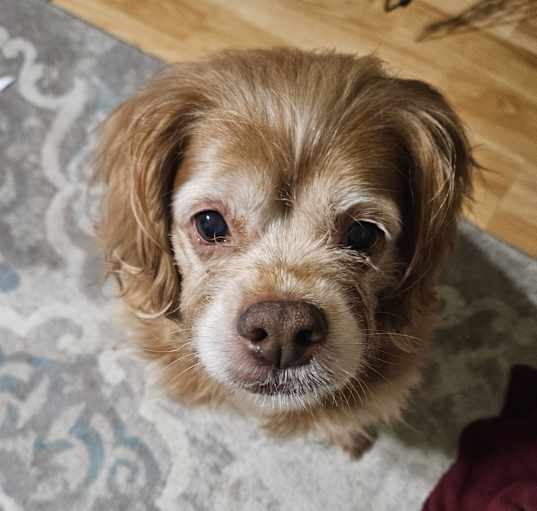 English toy spaniels for adoption sale
